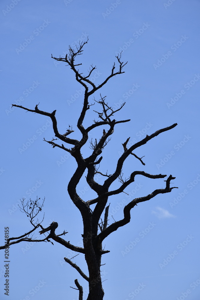 Obraz premium Assateague Island Tree - color