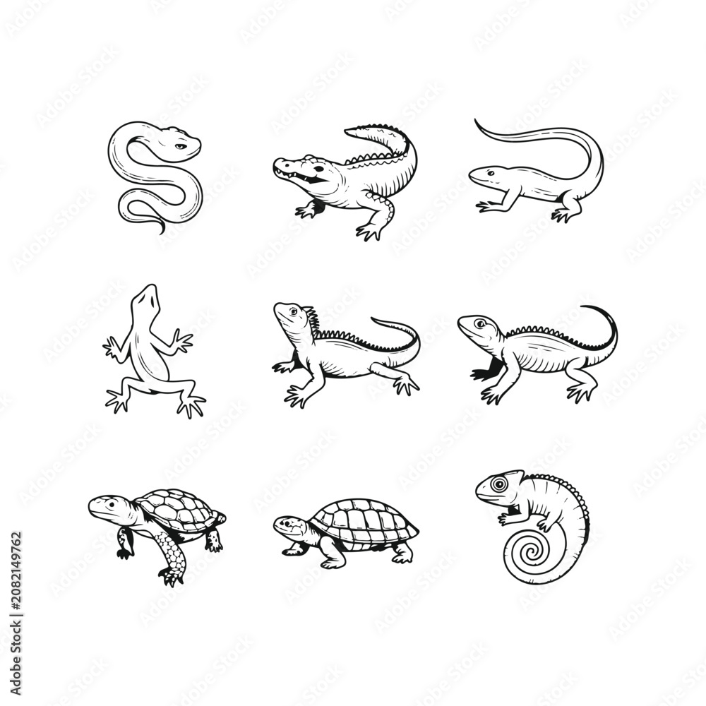 Obraz premium Hand-drawn black and white illustrations of reptiles and amphibians Keywords: snake, alligator