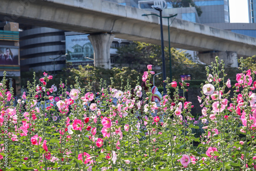 Beautiful pink hollyhock garden in Bangkok cityscape