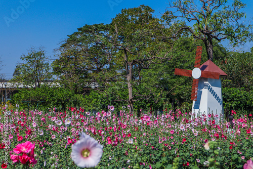 Decorative windmill in beautiful pink hollyhock field
