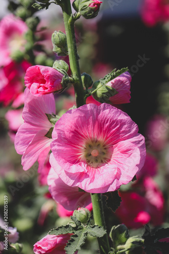 Pink and white flowers of hollyhocks blooming in the garden