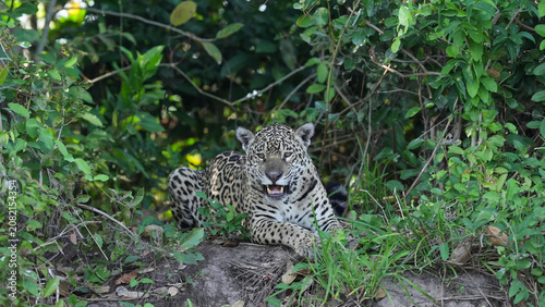 Cuadro en lienzo Jaguar resting in dense riverside vegetation, snarling directly at camera, Panta