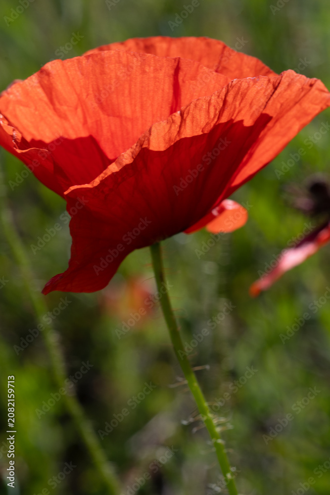 Fototapeta premium wild red beautiful poppy flower blossoming at field at sunny day. macro