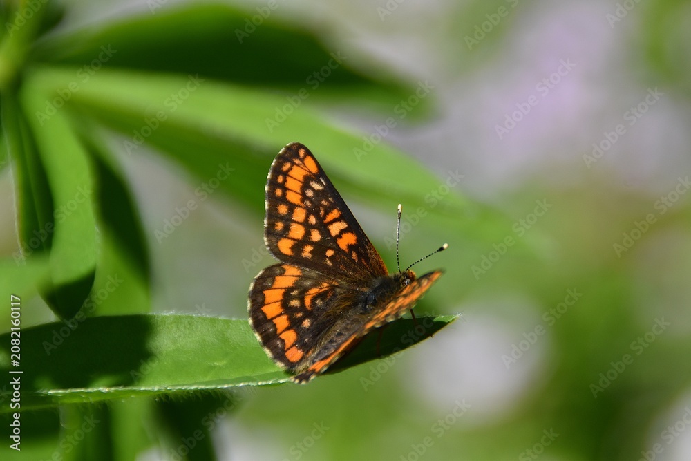 Fototapeta premium A cute multi colored scarce fritillary on a green leaf.