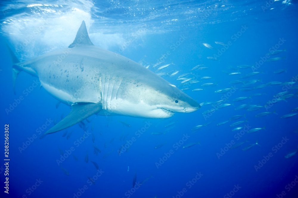 Naklejka premium Great white shark in the Pacific Ocean