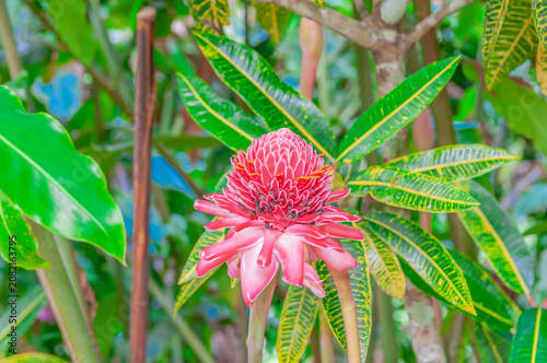 Rose rouge de Porcelaine dans un jardin tropical.