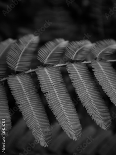 Foto color and texture of sensitive plant leaves
