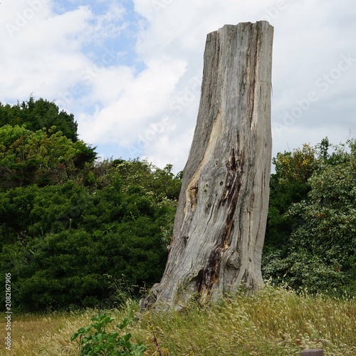 Arbre coupé .