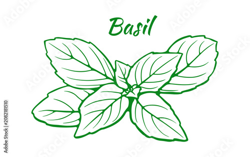 Green basil leaves isolated on white background. Detailed hand drawn illustration
