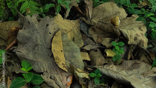 Obraz na plátně Close-up of dry fallen leaves covering the tropical forest floor with young green plants emerging naturally, representing decomposition, biodiversity, nutrient cycling, and ecosystem regeneration