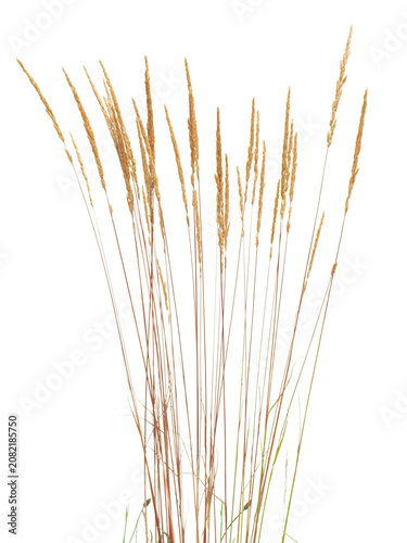 Mature dried prairie Junegrass (Koeleria macrantha) stems isolated on white