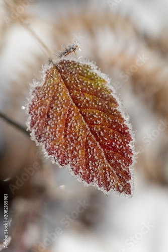 Close-up of a frost-covered autumn leaf with vibrant red and orange hues