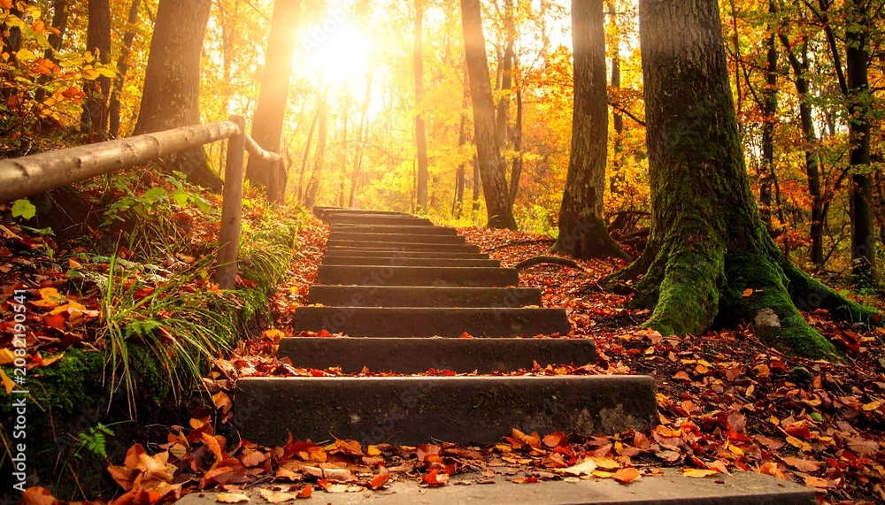 Naklejka premium A serene forest path with wooden steps leading upwards, surrounded by autumn foliage and warm sunlight filtering through trees