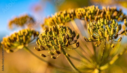 Close-up of fresh green broccoli florets in sunlight.