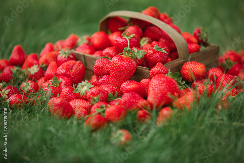 Close-up of fresh strawberries scattered on green grass near a rustic punnet.