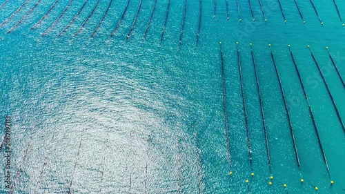 A farm for mussels is visible in clear blue water. Long lines are set up in the water for growing shellfish. Bright sunlight reflects on the surface of the water.