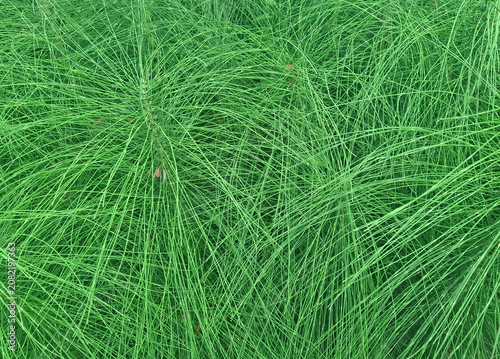 full-field view of horsetail stems in the countryside