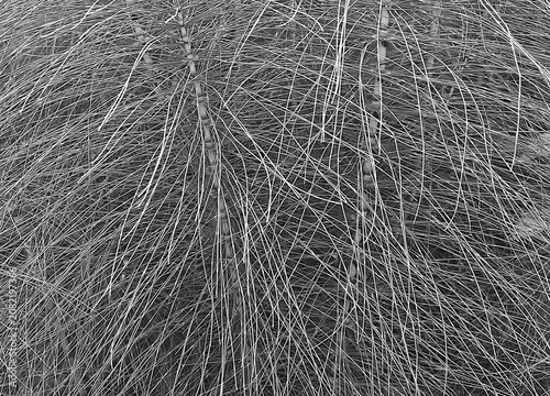 Full-field monochrome view of horsetail stems in the countryside