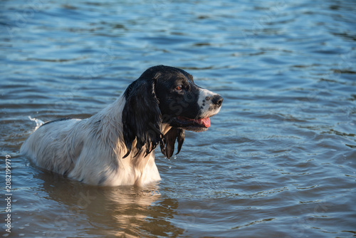 Wet black and white hunting spaniel stands in the water of a lake in the rays of the setting sun. Walking with a dog outside the city.