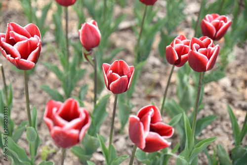 Obraz na plátne Tulipes rouges au printemps