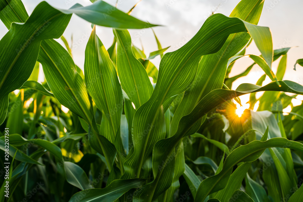 Fototapeta premium Corn field crop growing under golden sunlight with green maize leaves in an agricultural farm