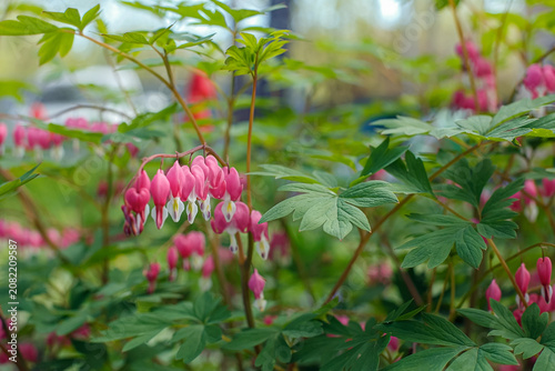The beautiful flowering plant, Dicentra magnifica (Lamprocapnos spectabilis), is a perennial herbaceous plant.