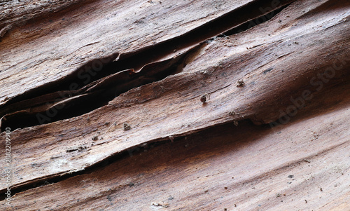 Natural Inner Pine Bark Texture with Layered Wood Structure