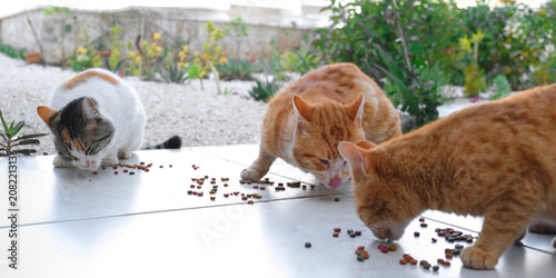 Canvas Print Colony of cats feeding