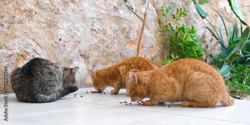 Photography Colony of cats feeding