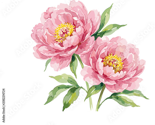 Pink Peony Flowers Vector Illustration with Green Leaves in Watercolor Style for Wedding Invitations, Greeting Cards, and Floral Designs