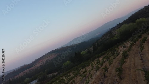 Serene Vineyard Under Clear Skies