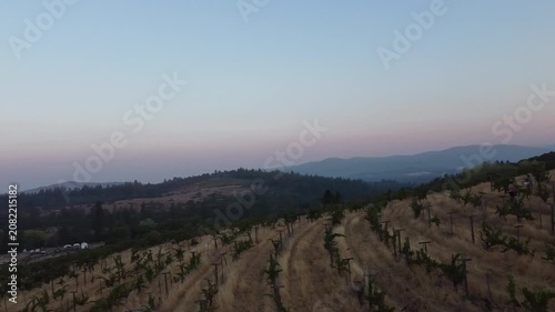 Serene Vineyard Under Clear Skies