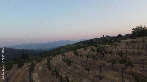 Serene Vineyard Under Clear Skies