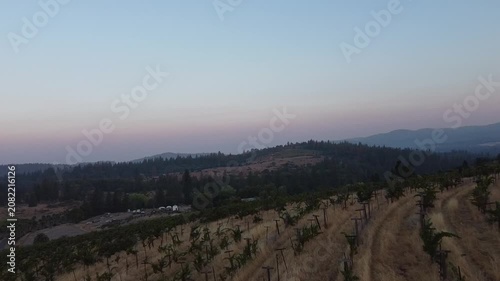 Serene Vineyard Under Clear Skies