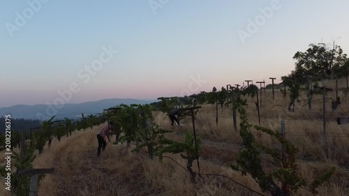 Serene Vineyard Under Clear Skies