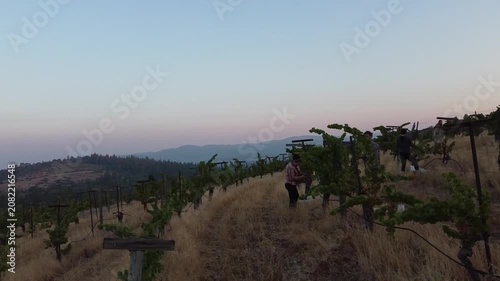 Serene Vineyard Under Clear Skies