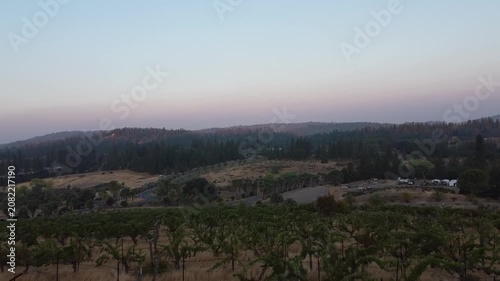 Serene Vineyard Under Clear Skies