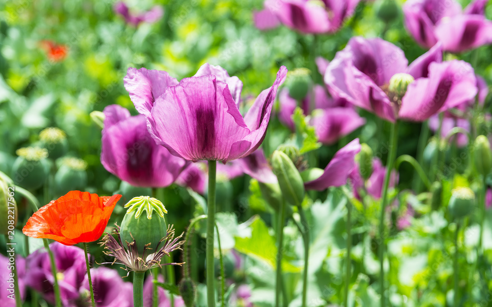Obraz premium Closeup of opium poppy flowers with fragile petals in sunny field. Papaver somniferum and rhoeas. Beautiful delicate purple blooms, green capsules and buds with one wild red corn rose in sunlit scene.