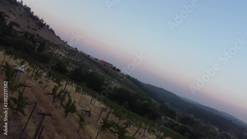 Serene Vineyard Under Clear Skies