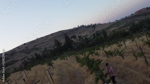 Serene Vineyard Under Clear Skies