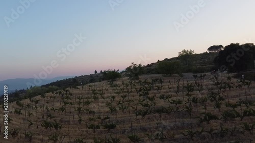 Serene Vineyard Under Clear Skies