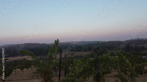 Serene Vineyard Under Clear Skies