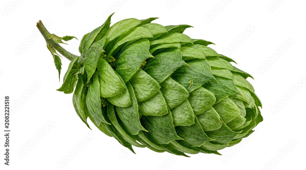 Obraz premium Fresh green hop cone with detailed overlapping leaves cutout on a transparent background