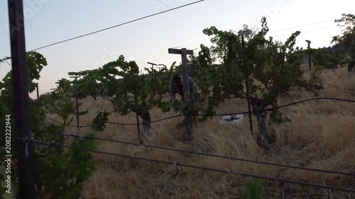 Serene Vineyard Under Clear Skies