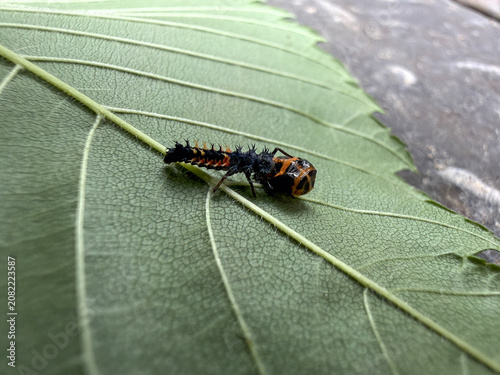 Obraz na plátně Coccinelle asiatique, Harmonia axyridis, sur une feuille, Québec, Canada