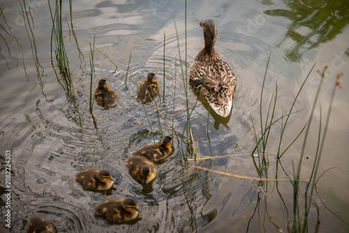 Mother duck leading her ducklings across a peaceful pond