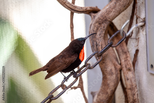 Bild auf Leinwand Scarlet-chested Sunbird on an aviary chain