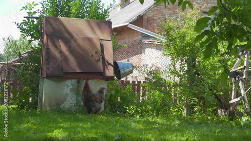 Rooster walking on green grass in village yard near old water well, Rural life view with a cock standing by a traditional water well in the countryside