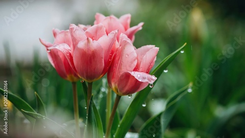 Photos Fresh pink tulip flowers blooming with morning dew drops on soft green garden background capturing gentle spring essence