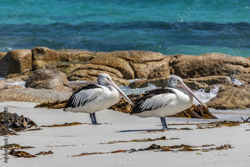 Two Pelicans together on a sandy beach in Tasmania, Australia